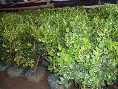 【無刺構(gòu)骨球】冠幅60cm 價(jià)格26.00元/棵 100棵起批