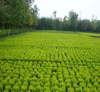 小區(qū)綠化工程施工對(duì)資質(zhì)有哪些要求?