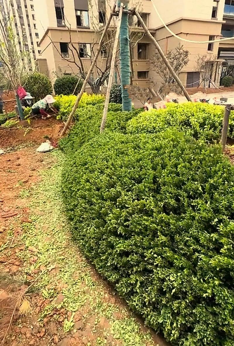 小區(qū)綠化案例分享#小區(qū)綠化 #園林綠化 #施工現(xiàn)場(chǎng)實(shí)拍 #庭