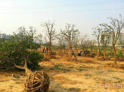 專業(yè)園林綠化施工承接園林綠化工程小區(qū)綠化養(yǎng)護(hù)工廠綠化