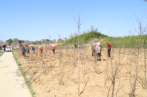 綠化工程施工,淄博凱創(chuàng)園林為家鄉(xiāng)臨淄添一抹綠