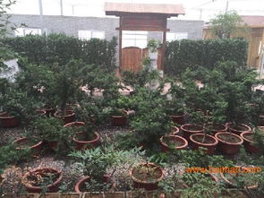 淄博園林綠化 淄博園林景觀施工 淄博園林設(shè)計, 淄博園林綠化 淄博園林景觀施工 淄博園林設(shè)計生產(chǎn)廠家, 淄博園林綠化 淄博園林景觀施工