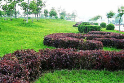 綠籬、色塊、色帶及體育場地設施的定點放線方法與步驟